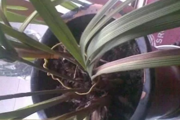 大花蕙兰怎么施肥，春秋季节每个月追施一次复合肥