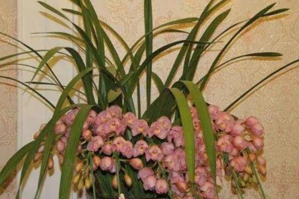 大花蕙兰怎么施肥，春秋季节每个月追施一次复合肥