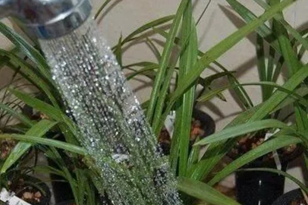 大花蕙兰怎么施肥，春秋季节每个月追施一次复合肥