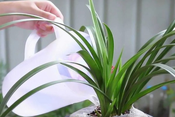 大花蕙兰怎么施肥，春秋季节每个月追施一次复合肥