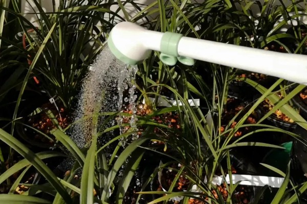 大花蕙兰怎么施肥，春秋季节每个月追施一次复合肥