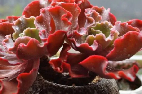 高砂之翁总是掉叶子的原因，浇水过多、缺少阳光、施肥不当都会引起