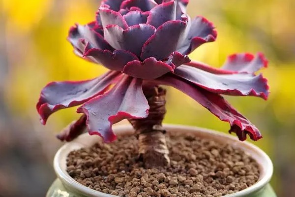 高砂之翁总是掉叶子的原因，浇水过多、缺少阳光、施肥不当都会引起