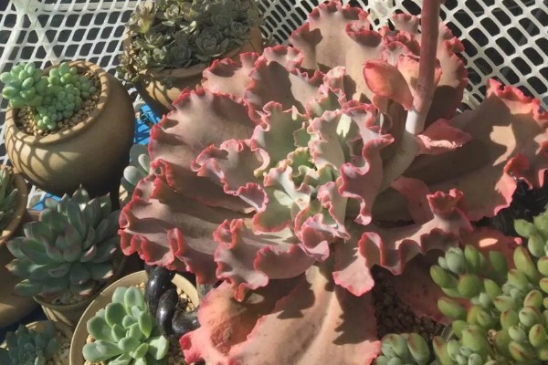 高砂之翁总是掉叶子的原因，浇水过多、缺少阳光、施肥不当都会引起