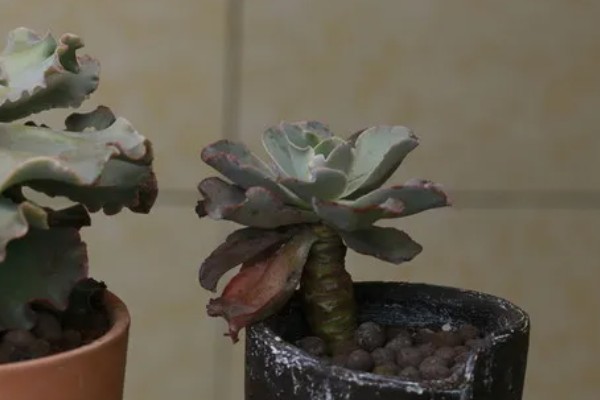 高砂之翁总是掉叶子的原因，浇水过多、缺少阳光、施肥不当都会引起