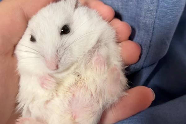 被仓鼠咬伤如何处理，可用肥皂水冲洗伤口