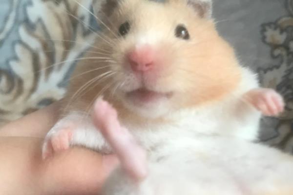 被仓鼠咬伤如何处理，可用肥皂水冲洗伤口