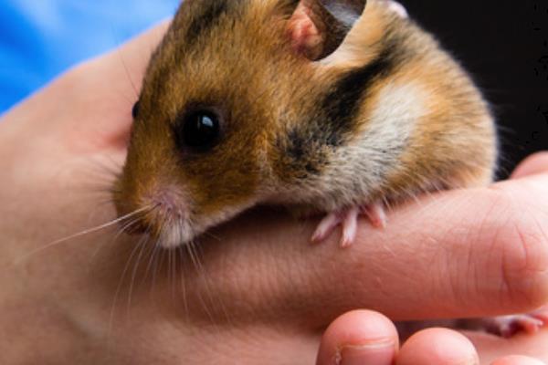 被仓鼠咬伤如何处理，可用肥皂水冲洗伤口