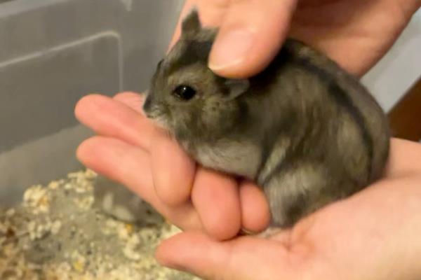 被仓鼠咬伤如何处理，可用肥皂水冲洗伤口