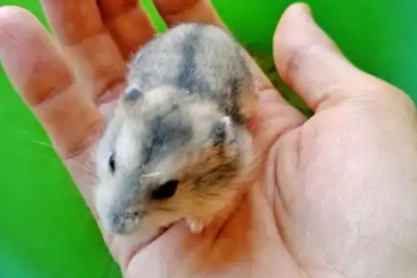 被仓鼠咬伤如何处理，可用肥皂水冲洗伤口