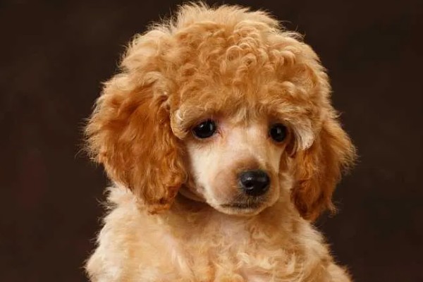 贵宾犬流泪怎么处理，先找到原因再对症治疗