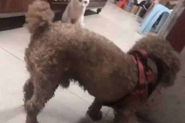 贵宾犬流泪怎么处理，先找到原因再对症治疗