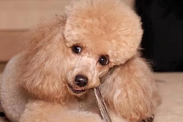 贵宾犬流泪怎么处理，先找到原因再对症治疗
