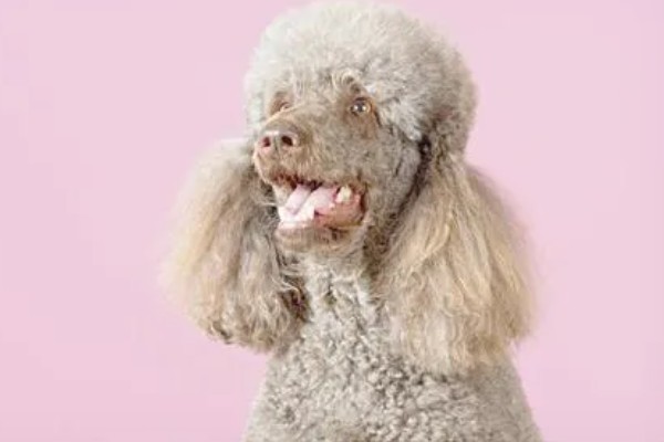 贵宾犬流泪怎么处理，先找到原因再对症治疗