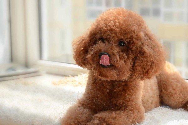 贵宾犬流泪怎么处理，先找到原因再对症治疗
