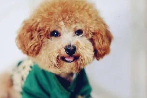 贵宾犬流泪怎么处理，先找到原因再对症治疗
