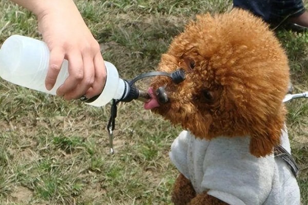 贵宾犬流泪怎么处理，先找到原因再对症治疗
