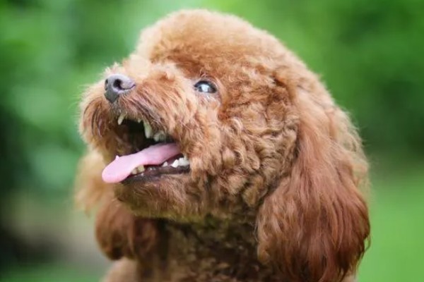 贵宾犬流泪怎么处理，先找到原因再对症治疗