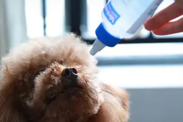 贵宾犬流泪怎么处理，先找到原因再对症治疗