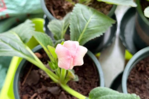 芙蓉花叶子能栽活吗，是不可活的