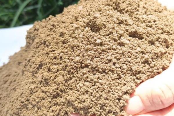 芙蓉花叶子能栽活吗，是不可活的