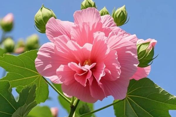 芙蓉花叶子能栽活吗，是不可活的