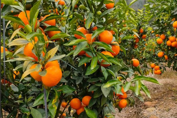 沃柑在哪些地方可以种植，可在海拔420m以下地区推广种植