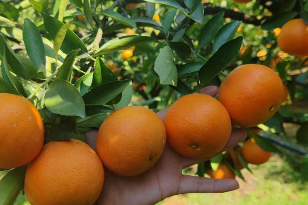 沃柑在哪些地方可以种植，可在海拔420m以下地区推广种植