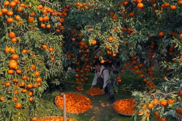 沃柑在哪些地方可以种植，可在海拔420m以下地区推广种植