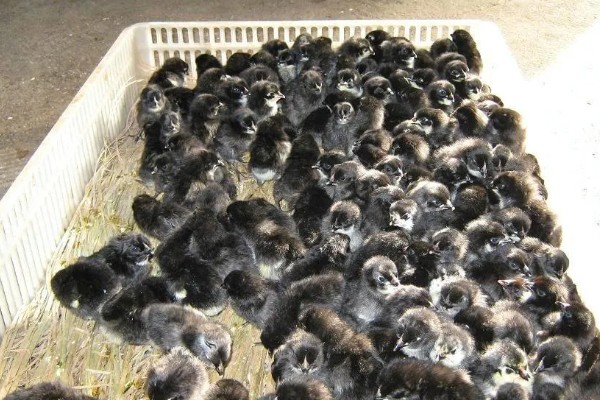 黑凤鸡的产地，广东省率先从国外引入