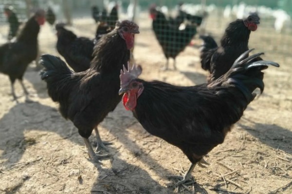 黑凤鸡的产地，广东省率先从国外引入