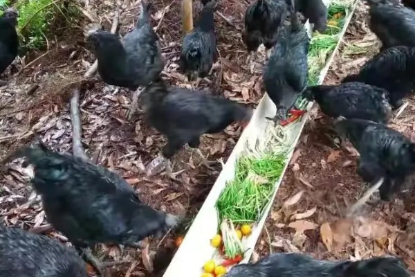 黑凤鸡的产地，广东省率先从国外引入