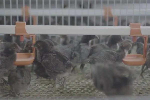 黑凤鸡的产地，广东省率先从国外引入