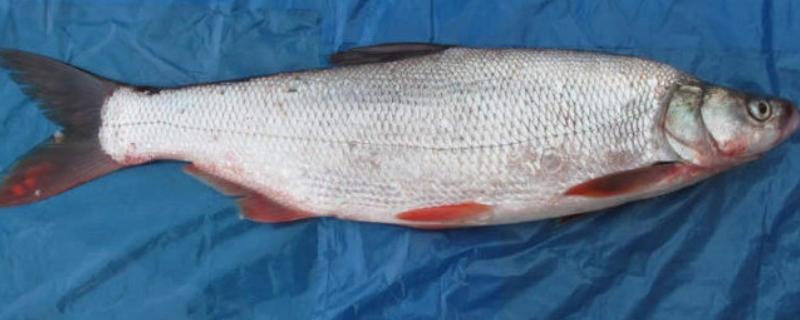 红尾鱼和翘嘴鱼的区别，体型、嘴巴、分布范围等方面不同