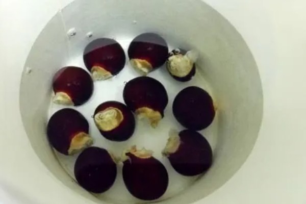 龙眼子如何种植，适宜的温度要保持在22℃-24℃