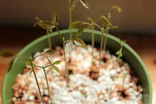 龙眼子如何种植，适宜的温度要保持在22℃-24℃