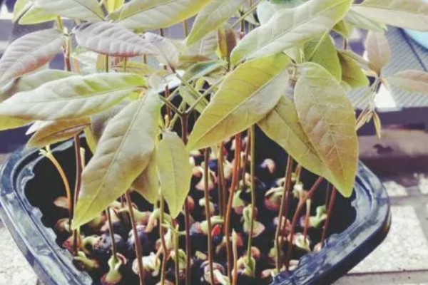 龙眼子如何种植，适宜的温度要保持在22℃-24℃