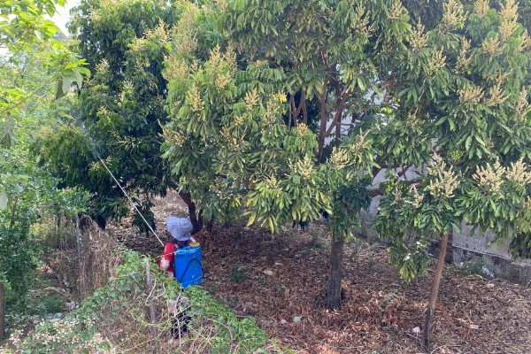 龙眼子如何种植，适宜的温度要保持在22℃-24℃