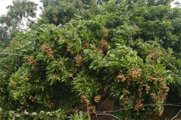 龙眼子如何种植，适宜的温度要保持在22℃-24℃