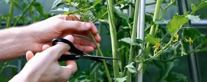 西红柿要不要打顶摘心，穗花开完后再做打顶摘心工作