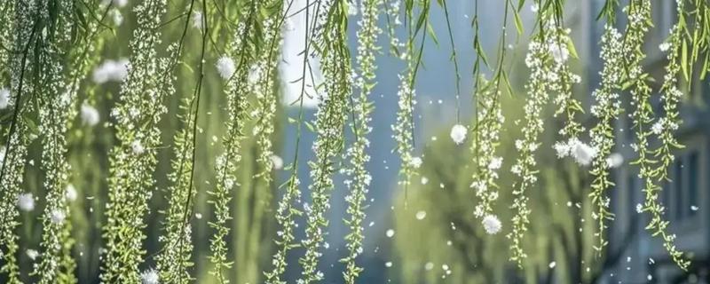 杨花的简介，是指垂柳的柳絮