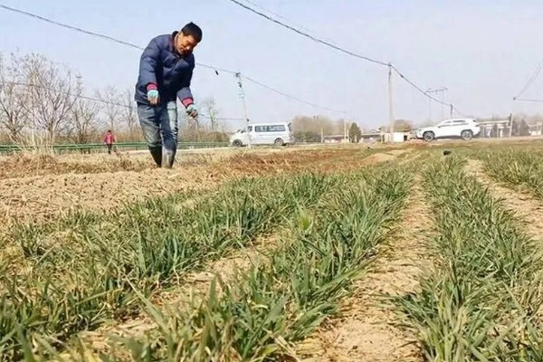 对小麦使用微生物菌肥的优点，能起到增产增收、培肥地力等作用