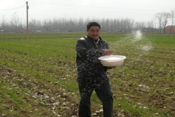 对小麦使用微生物菌肥的优点，能起到增产增收、培肥地力等作用