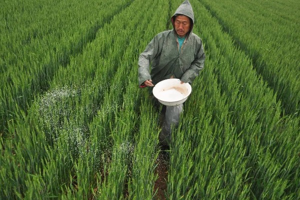 对小麦使用微生物菌肥的优点，能起到增产增收、培肥地力等作用