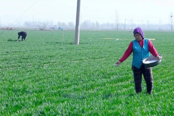 对小麦使用微生物菌肥的优点，能起到增产增收、培肥地力等作用