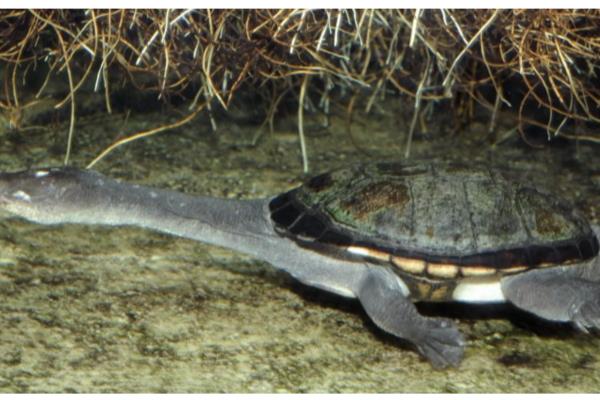 蛇颈龟的身体长度,成年后一般能达到15-25厘米