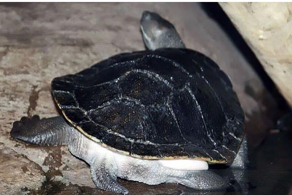 蛇颈龟的身体长度,成年后一般能达到15-25厘米