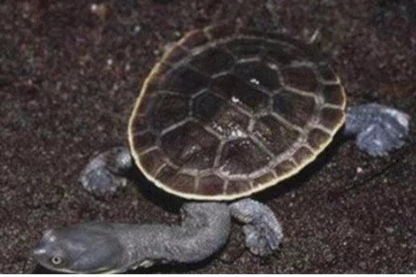 蛇颈龟的身体长度,成年后一般能达到15-25厘米