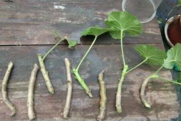 天竺葵怎么扦插，用吲哚乙酸溶液浸泡后再插入土壤中