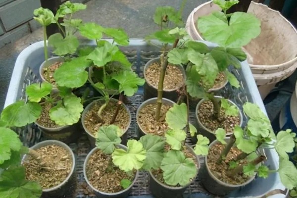 天竺葵怎么扦插，用吲哚乙酸溶液浸泡后再插入土壤中